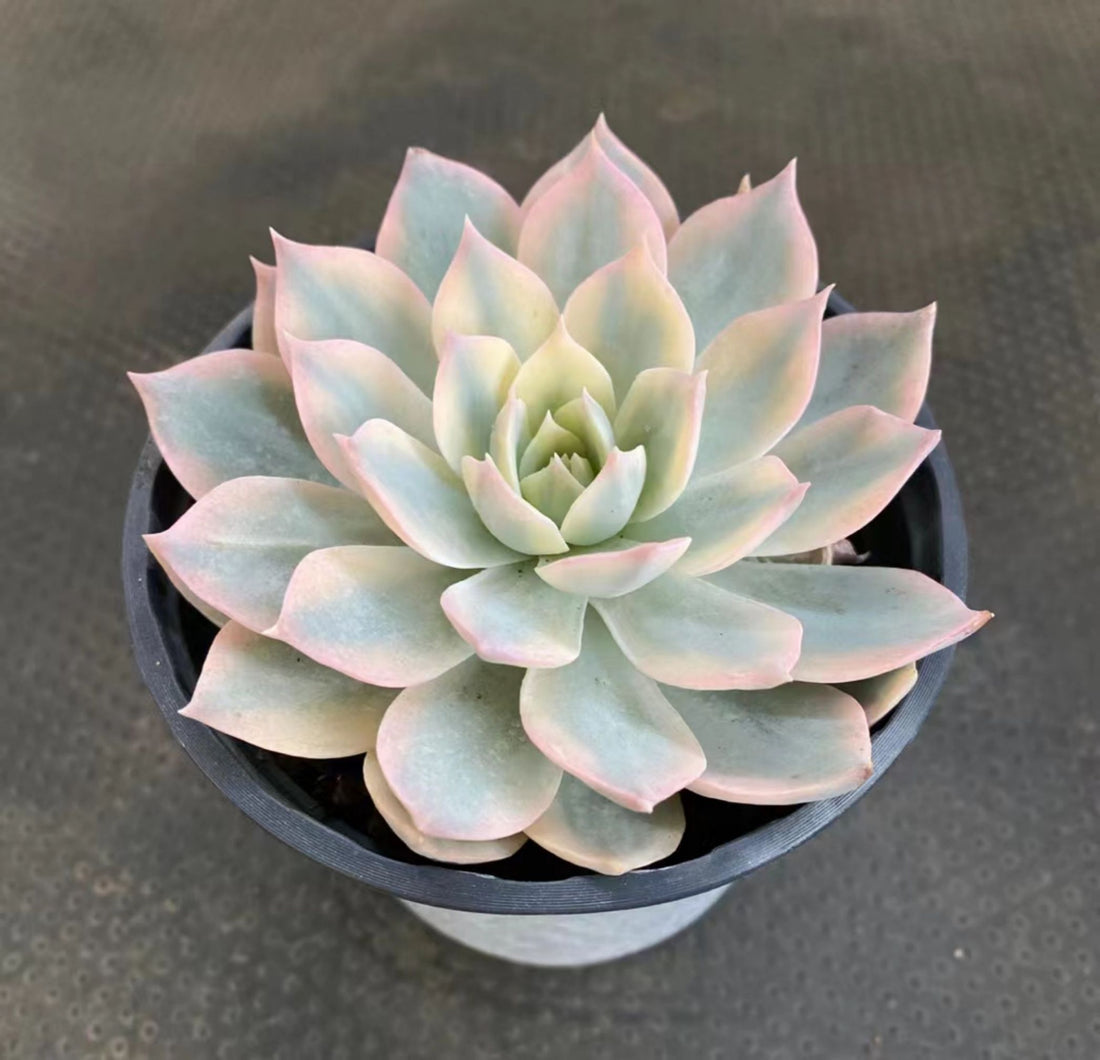 5'' Echeveria Subsessilis Variegated, Rare Live Succulent Plants