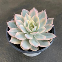 5'' Echeveria Subsessilis Variegated, Rare Live Succulent Plants