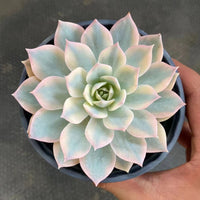 5'' Echeveria Subsessilis Variegated, Rare Live Succulent Plants