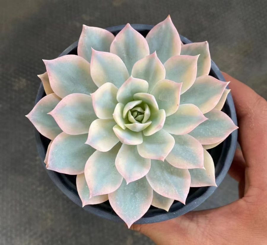 5'' Echeveria Subsessilis Variegated, Rare Live Succulent Plants