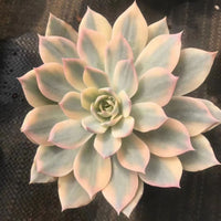 5'' Echeveria Subsessilis Variegated, Rare Live Succulent Plants