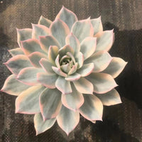 5'' Echeveria Subsessilis Variegated, Rare Live Succulent Plants