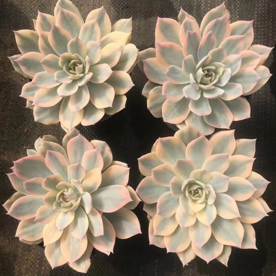 5'' Echeveria Subsessilis Variegated, Rare Live Succulent Plants