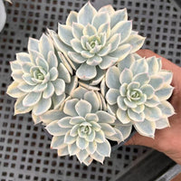 5'' Echeveria Subsessilis Variegated, Rare Live Succulent Plants