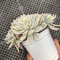 5'' Echeveria Subsessilis Variegated, Rare Live Succulent Plants