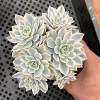 5'' Echeveria Subsessilis Variegated, Rare Live Succulent Plants