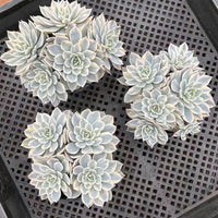 5'' Echeveria Subsessilis Variegated, Rare Live Succulent Plants