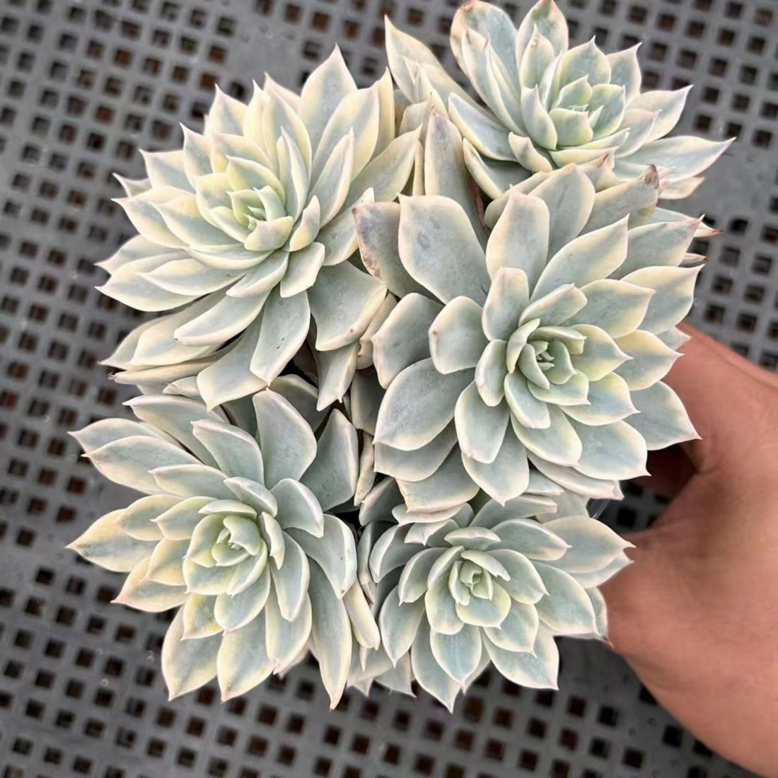 5'' Echeveria Subsessilis Variegated, Rare Live Succulent Plants