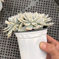 5'' Echeveria Subsessilis Variegated, Rare Live Succulent Plants