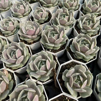 5'' Echeveria 'Lola', Rare Live Succulent Plants
