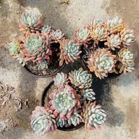 6'' Crassula Red Curl Leaves, Rare Live Succulent Plants