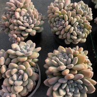5'' Echeveria 'Xylitol', Rare Live Succulent Plants