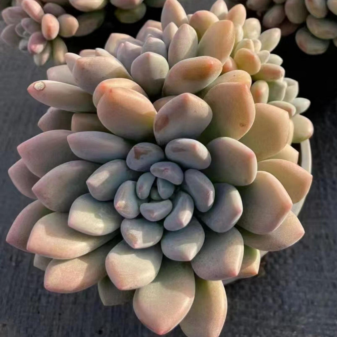 5'' Echeveria 'Xylitol', Rare Live Succulent Plants