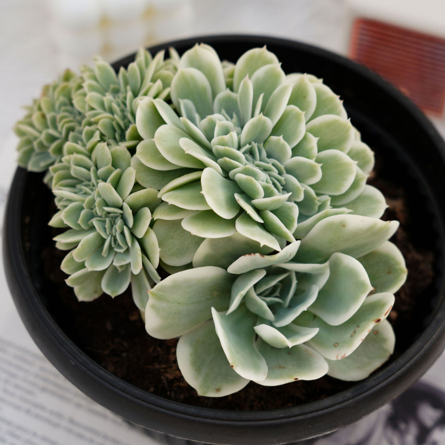 succulent that smells like lemon 7'' Echeveria Lemon Rose Variegated, Rare Live Succulent Plants – cocosucculent