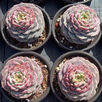 4'' Echeveria Red Velvet, Rare Live Succulent Plants