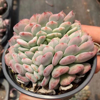 4'' Echeveria 'Onyx', Rare Live Succulent Plants