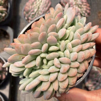 4'' Echeveria 'Onyx', Rare Live Succulent Plants