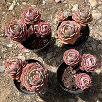 5'' Echeveria Claudia Rose, Rare Live Succulent Plants