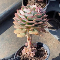 5'' Echeveria Claudia Rose, Rare Live Succulent Plants