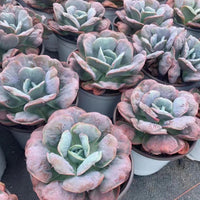 5'' Echeveria 'Heart's Delight', Rare Live Succulent Plants