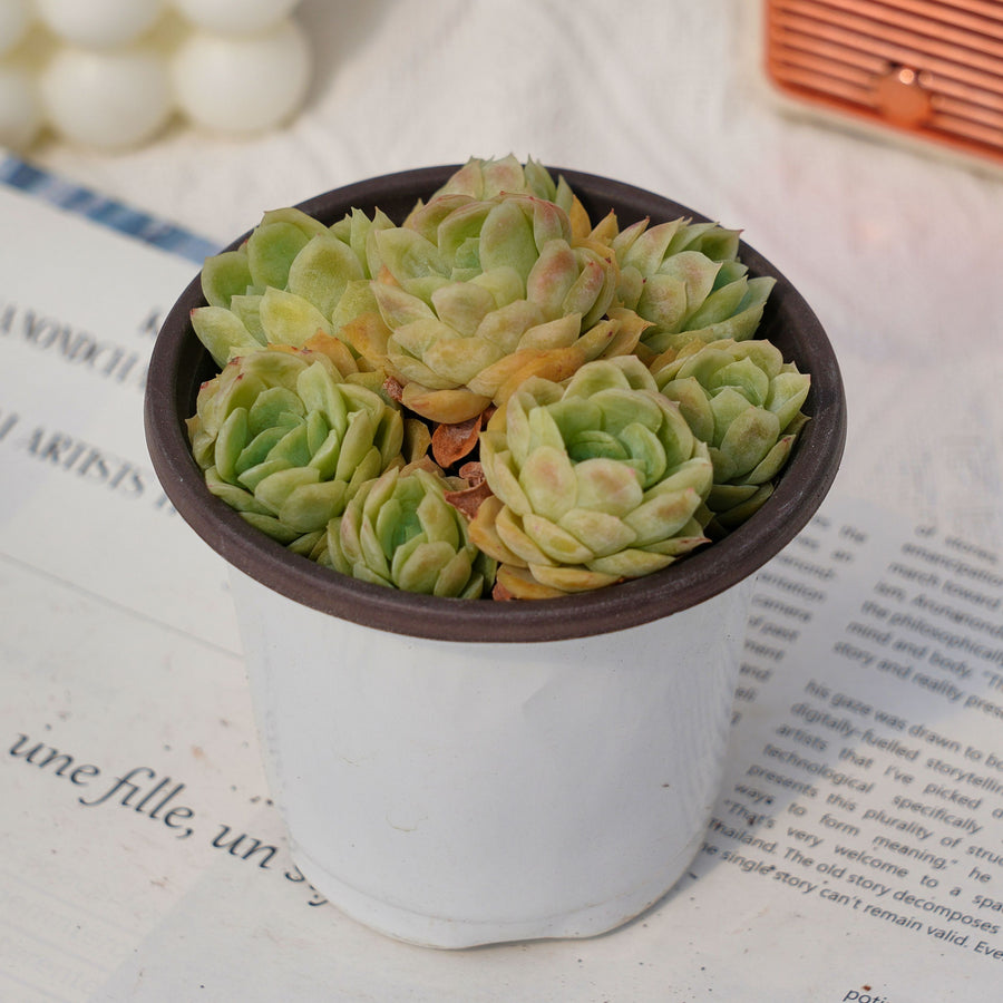 variegated succulent meaning 4'' Graptoveria Rose Queen Variegated, Rare Live Succulent Plants – cocosucculent