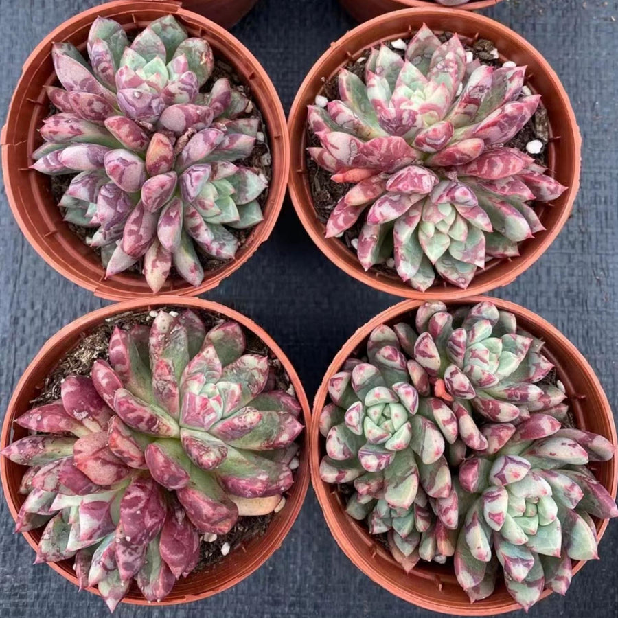 4'' Echeveria Rare Series, Rare Live Succulent Plants