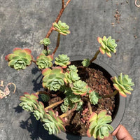 5'' Sedum Palmeri, Rare Live Succulent Plants