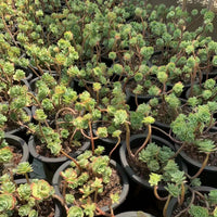 5'' Sedum Palmeri, Rare Live Succulent Plants