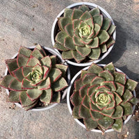 5'' Echeveria 'Paso Doble', Rare Live Succulent Plants