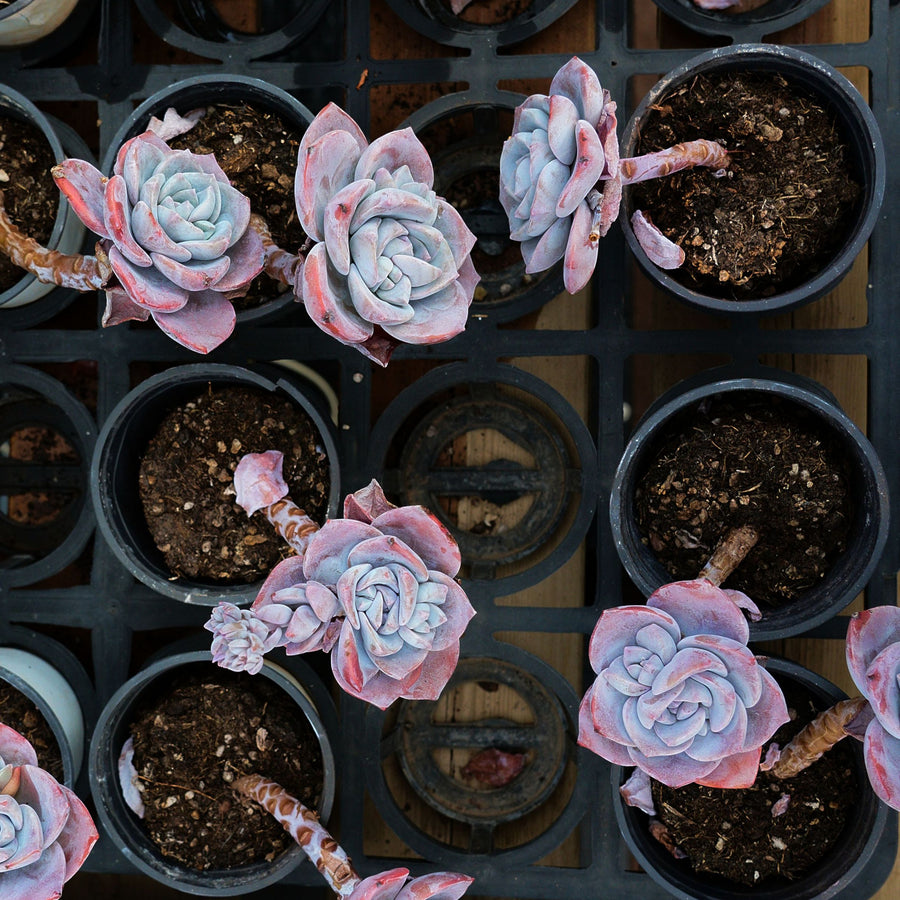 3'' Echeveria Sakura Snow, Rare Live Succulent Plants
