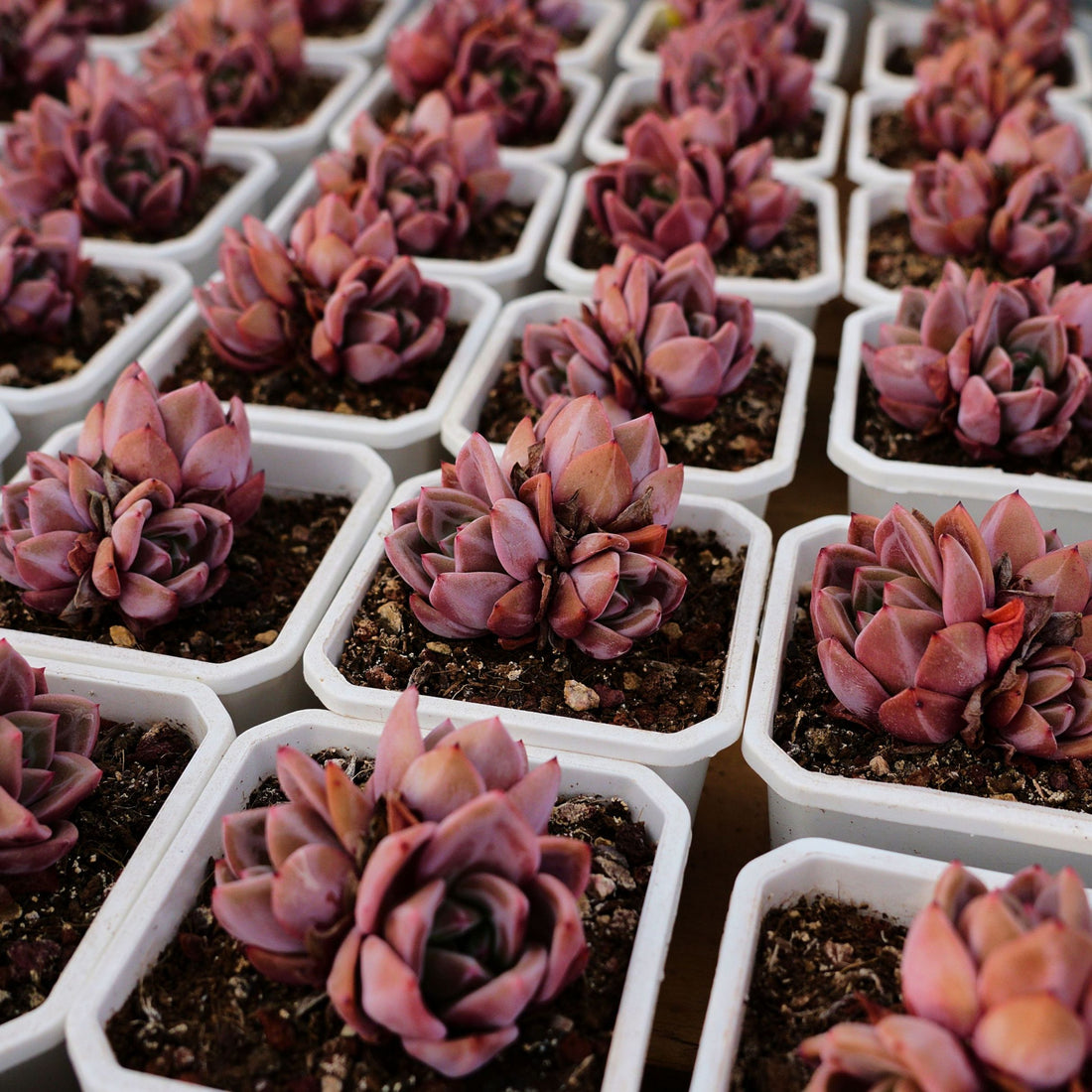 3'' Echeveria Purple Champagne, Rare Live Succulent Plants
