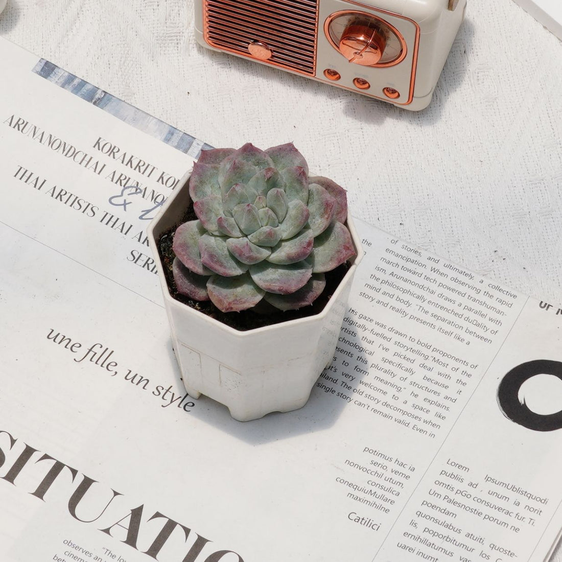 3'' Echeveria Bingdundun Monstrosus, Rare Live Succulent Plants