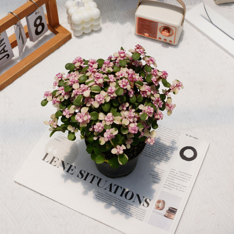 pink portulacaria afra 6'' Portulacaria Afra, Rare Live Succulent Plants – cocosucculent