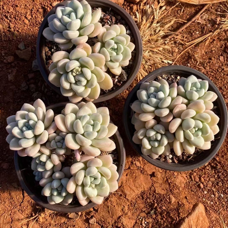 5'' Pachyphytum Bubble Candy, Rare Live Succulent Plants