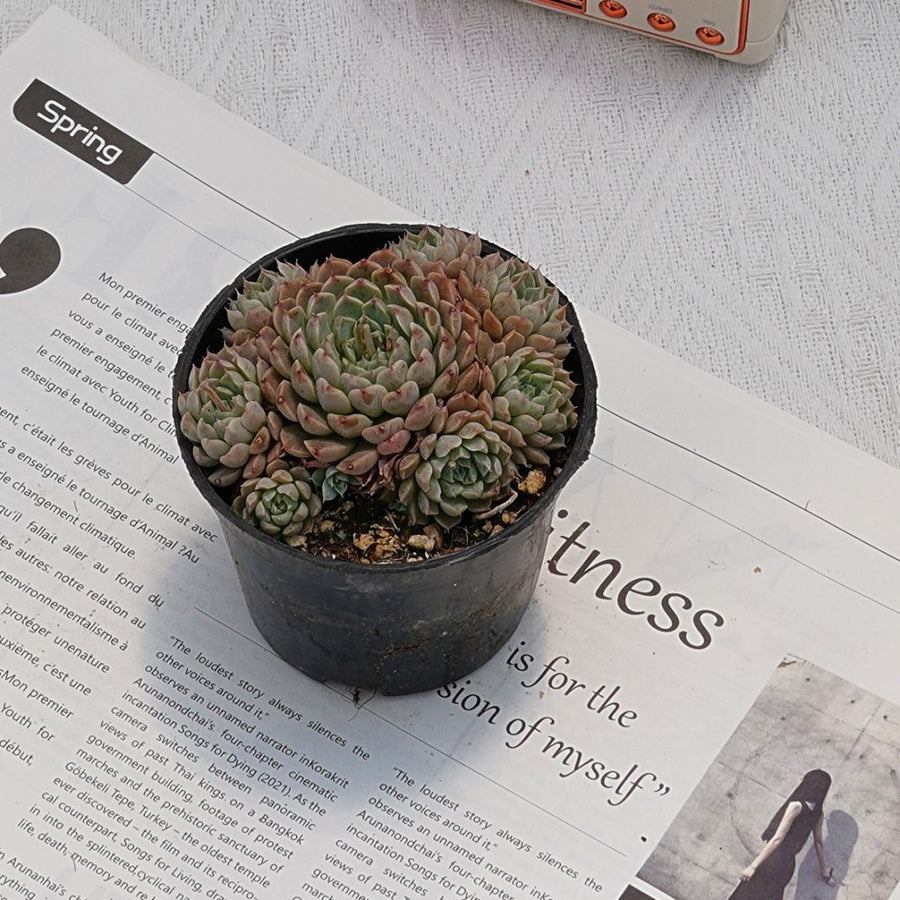 mexican succulent plants 4'' Echeveria Mexican Ball, Rare Live Succulent Plants – cocosucculent