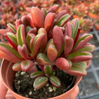 5'' Peperomia Graveolens Rauh, Rare Live Succulent Plants