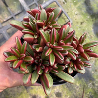 5'' Peperomia Graveolens Rauh, Rare Live Succulent Plants
