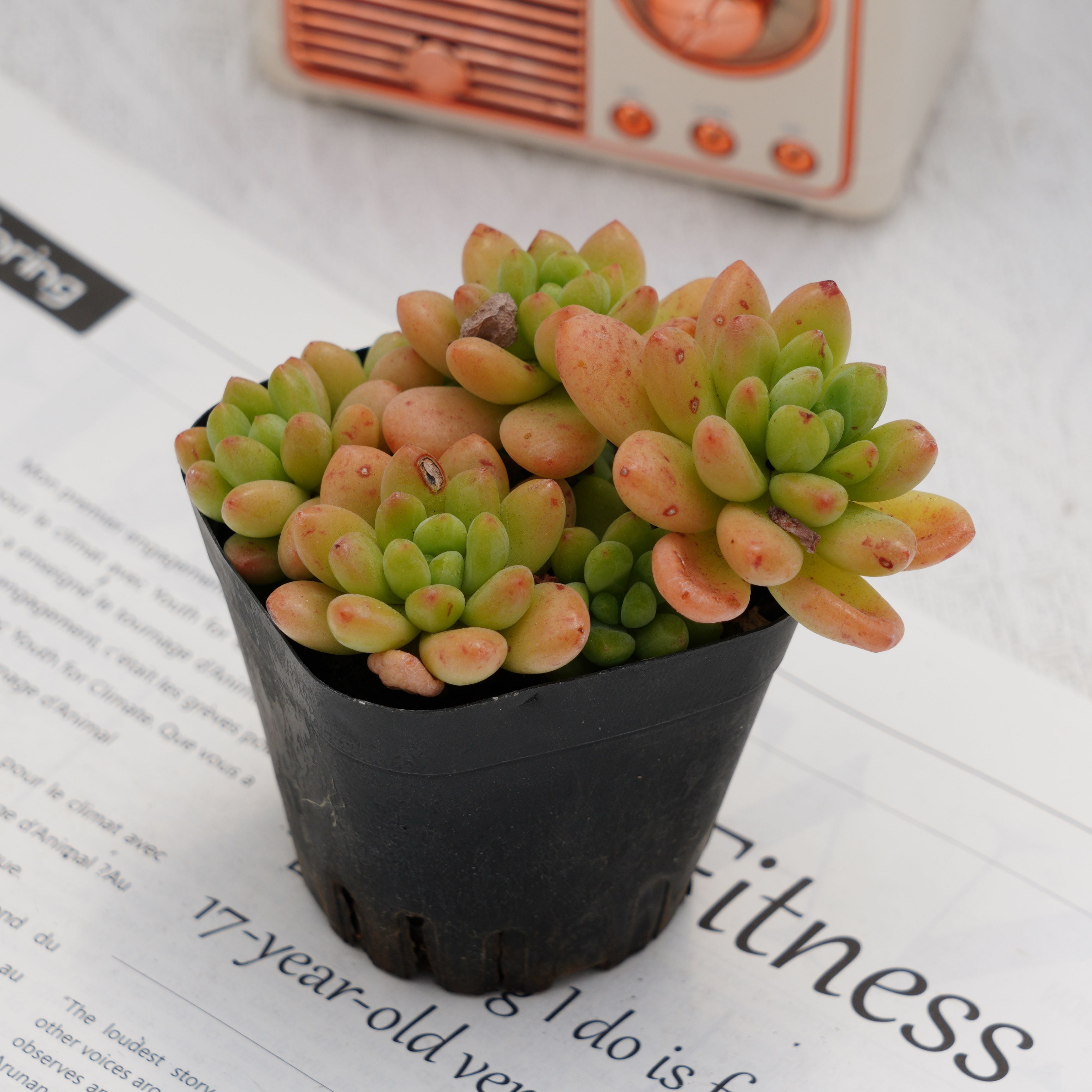 3'' Sedeveria Shangri La, Rare Live Succulent Plants – cocosucculent
