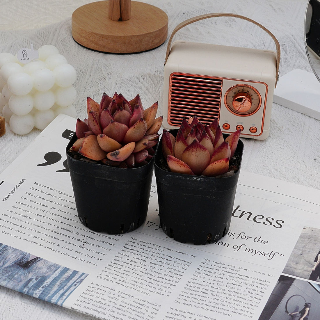 2.5'' Echeveria Romeo Rubin, Rare Live Succulent Plants
