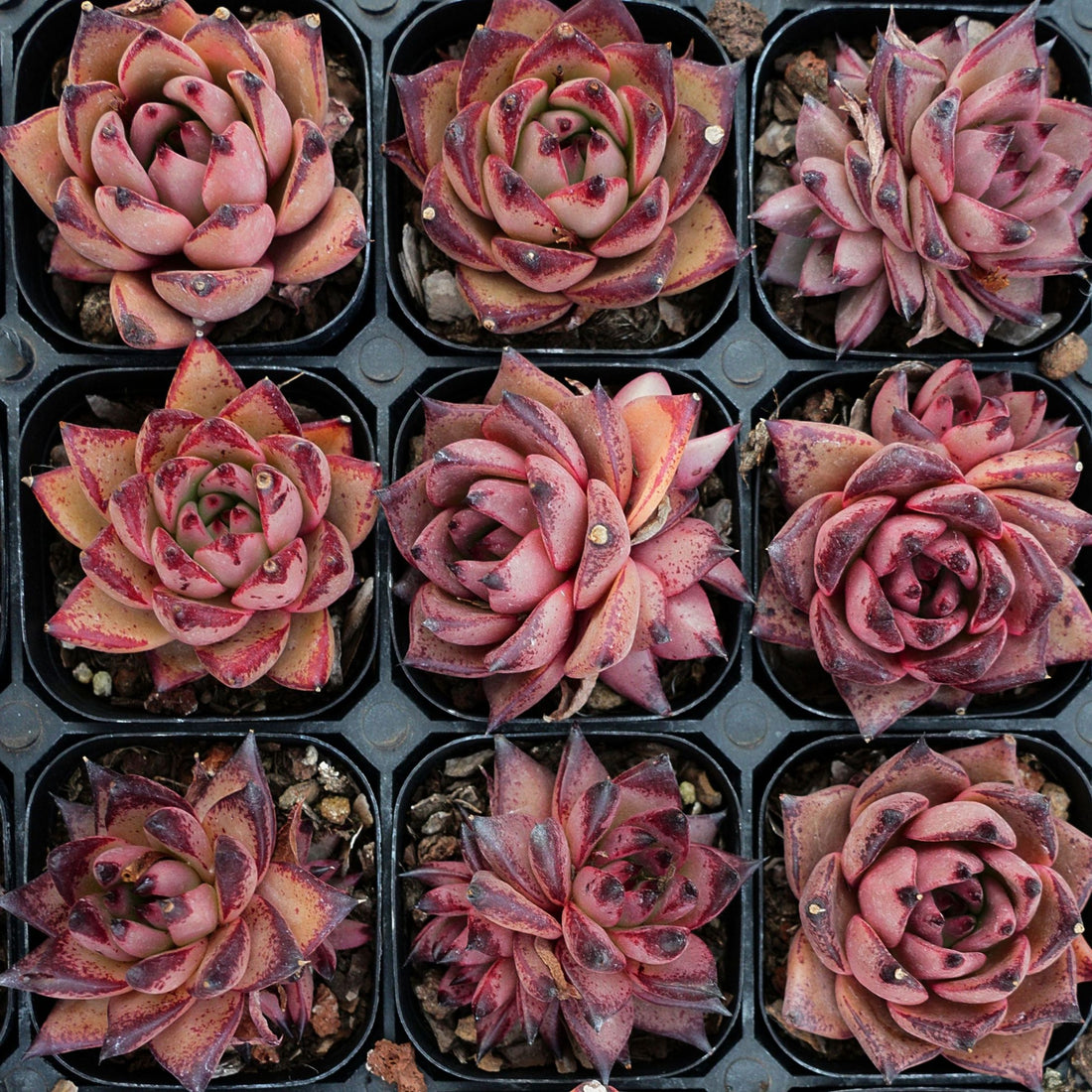 2.5'' Echeveria Romeo Rubin, Rare Live Succulent Plants