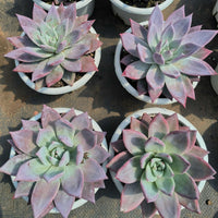 6'' Echeveria Colorata Brandtii, Rare Live Succulent Plants