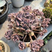 8'' Echeveria Cubic Frost, Rare Live Succulent Plants