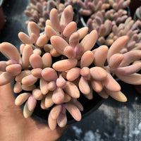 5'' Pachyphytum Red Finger, Rare Live Succulent Plants