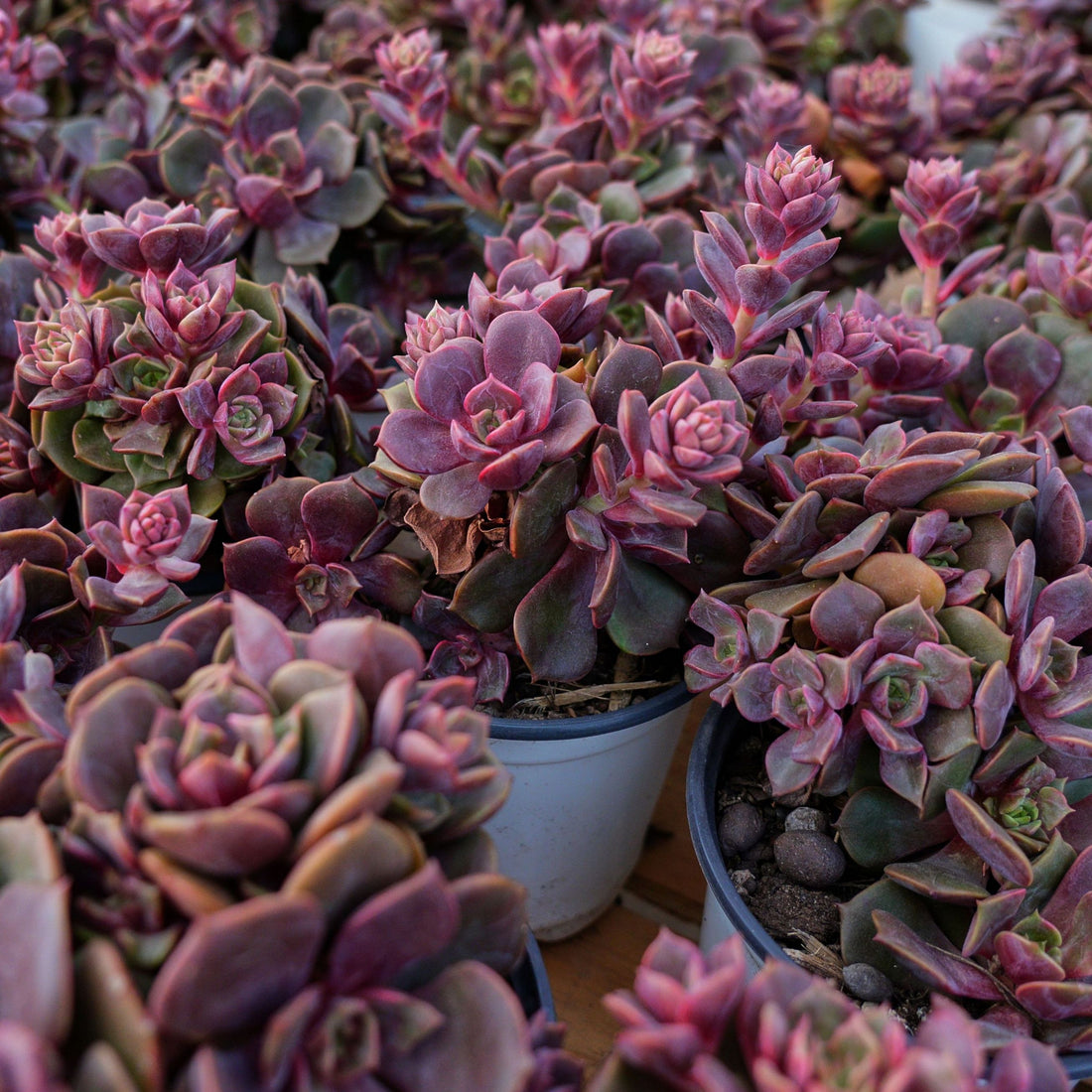 5'' Echeveria Zester, Rare Live Succulent Plants