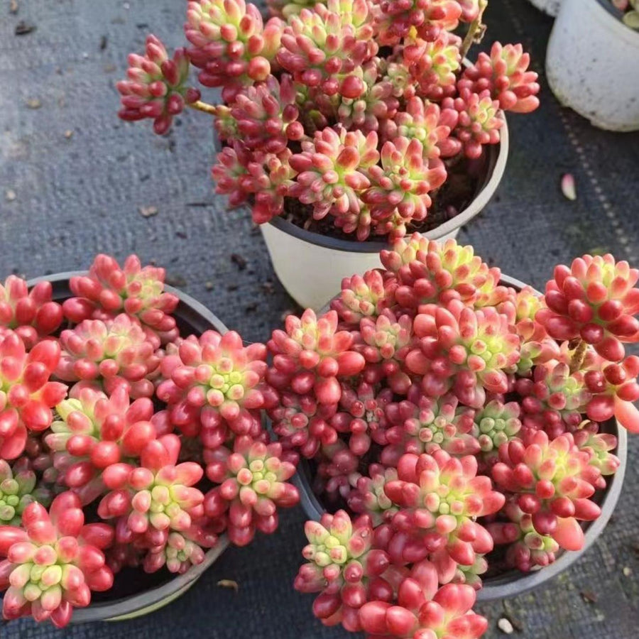 5'' Sedum Rubrotinctum Redberry, Rare Live Succulent Plants