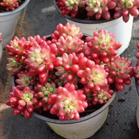 5'' Sedum Rubrotinctum Redberry, Rare Live Succulent Plants