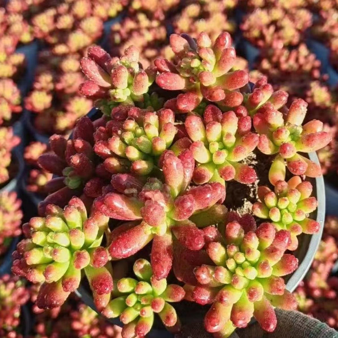 5'' Sedum Rubrotinctum Redberry, Rare Live Succulent Plants