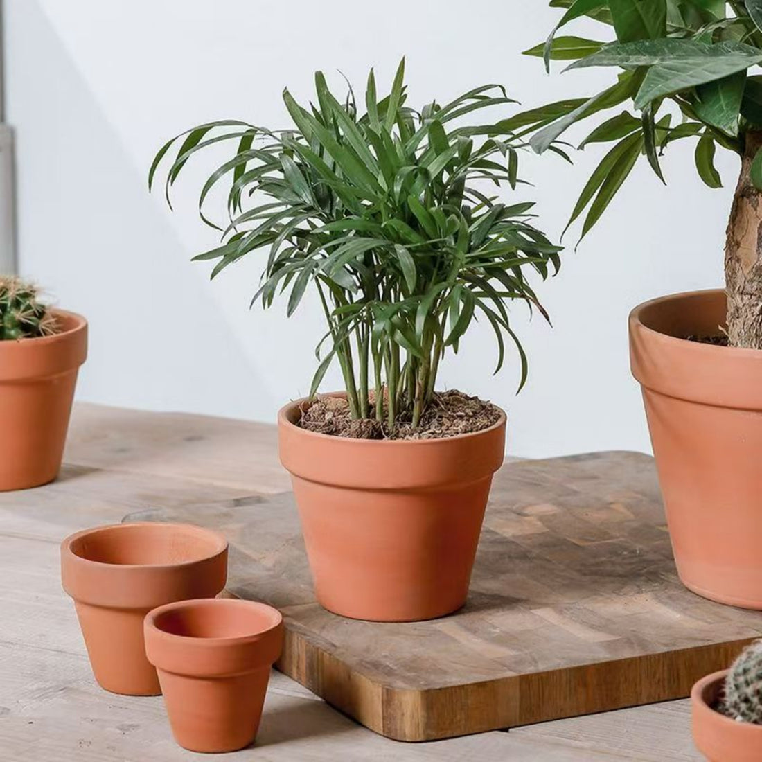 2-inch terracotta succulent plant pot