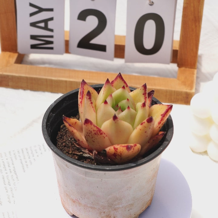 2.5'' Echeveria Pidan, Rare Live Succulent Plants