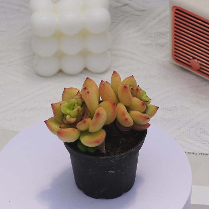 2'' Echeveria Apple Blossom, Rare Live Succulent Plants